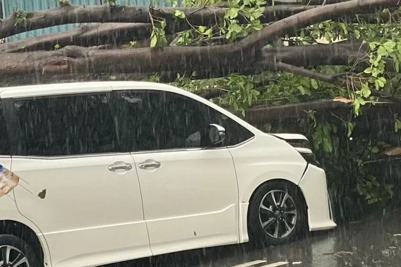 Mobil Eros Djarot dan Slamet Rahardjo Tertimpa Pohon Tumbang di Tanah Kusir