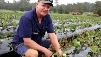 Dicari Petani Untuk Panen Stroberi di Queensland Australia, Disediakan Uang Rp.1 Miliar