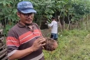 Kisah Sukses Petani Porang di Blora, Modal Awal Rp.7 Juta Kini Penghasilan Ratusan Juta Rupiah