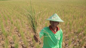 Ribuan Hektar Sawah di Lumbung Padi Nasional Belum Juga Bisa Ditanami, Ini Penyebabnya