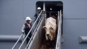 BUMN Ini Mulai Impor 420 Ton Daging Sapi Brasil ke Indonesia Secara Bertahap