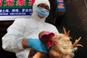 Kasus Flu Burung Galur Langka Muncul Di China, Mulai Menginfeksi Manusia