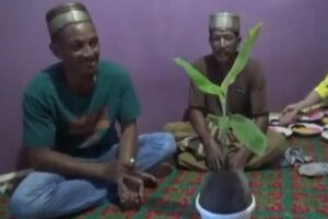 Ada Buah Kelapa Aneh Bertunas Pelepah Daun Pisang, Warga Tanjung Jabung Timur Gempar