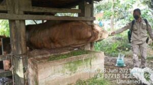 Pemerintah Belum Juga Bayar 75 Ekor Sapi Kurban Yang Sudah Dipotong, Warga Mengamuk