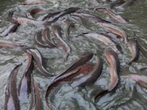 Ajak Waspadai Politisi Ikan Lele, Muhammadiyah: Makin Keruh Airnya, Makin Nikmat Hidupnya