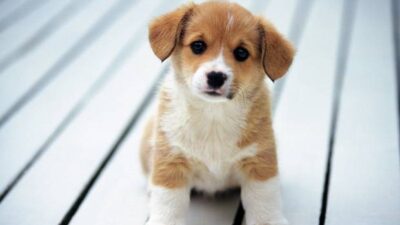 Jual Beli Daging Anjing, Grab, GoFood, Traveloka dan Shopee Disomasi Animal Defenders Indonesia