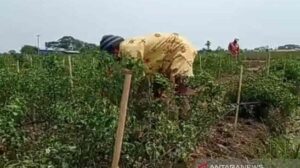 Merugi Karena Harga Cabai Terus Anjlok, Petani Indramayu Nekat Bakar Ladangnya