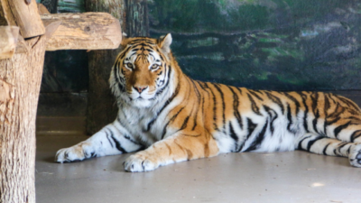 Harimau di Medan Zoo Kurus dan Makan Rumput, Pembela Satwa Liar: Tolong Dong Pemerintah!