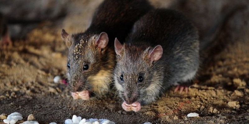 Universitas Princeton: Pandemi Dahsyat Berikutnya Mungkin Datang Dari Tikus