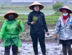 Sindir Puan Hujan-Hujanan Tanam Padi, Susi Pudjiastuti: Petani Tanam Padi Saat Tidak Hujan