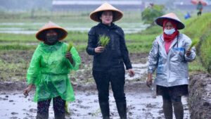 Sindir Puan Hujan-Hujanan Tanam Padi, Susi Pudjiastuti: Petani Tanam Padi Saat Tidak Hujan