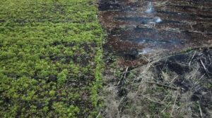 Greenpeace: Deforestasi Era Jokowi Tembus 2,1 Juta Hektare, Setara 3,5 Kali Luas Pulau Bali