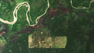 Deforestasi Hingga 750 Ribu Hektare, Wajah Gundul Hutan Papua Dipotret Satelit NASA