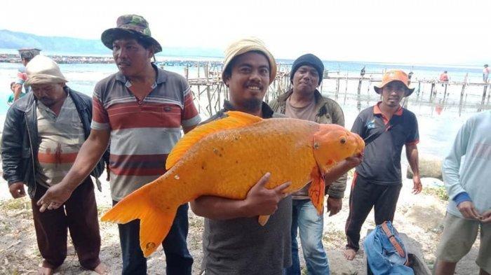 Viral! Ikan Mas Raksasa Dari Danau Toba, Netizen: Kembalikan Jika Tak Ingin Ada Bencana