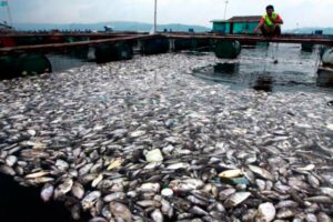 Duh! Ratusan Ton Ikan Di Danau Maninjau Mati, Ini Penyebabnya