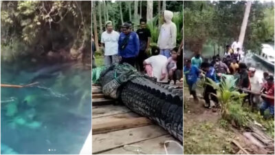 Bikin Geger! Buaya Raksasa 4,7 M Ditangkap di Obyek Wisata Labuan Cermin Kaltim
