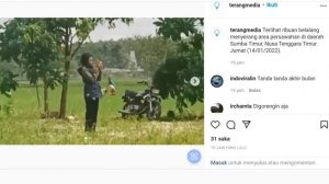 Viral! Jutaan Belalang Serang Area Persawahan dan Pemukiman Penduduk di Sumba Timur NTT