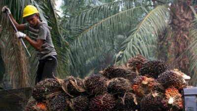 Ini Sederet Konglomerat Penguasa Minyak Goreng RI: Dari Anthony Salim Hingga Sukanto Tanoto