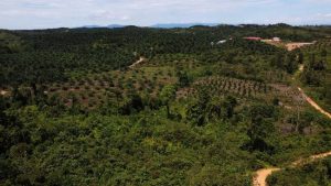 Di Depan Menteri LHK, Yohanis Fransiskus Lema: Negara Membiarkan Pencurian Hutan Jadi Kebun Sawit