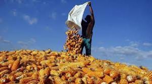 Terdakwa Korupsi Benih Jagung Senilai Rp.27 Miliar di NTB Divonis Bebas Dari Segala Tuntutan Hukum