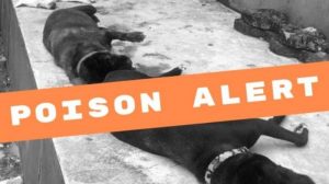 Viral! Puluhan Anjing Mati Diracun di Canggu Bali, Netizen: Manusia Jahat Banget!