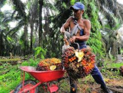Larangan Ekspor CPO Bikin Petani Sawit Rugi Hingga Rp.11,7 Triliun