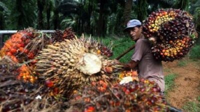 Larang Ekspor Minyak Goreng, Jokowi Terancam Dikudeta Pengusaha Sawit