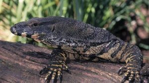 Kepergok Perkosa Biawak, 4 Orang Ini Ditahan Jagawana