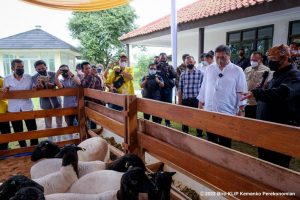 Putar Ekonomi Rakyat, Airlangga Hartarto Dorong Pengembangan Peternakan Domba