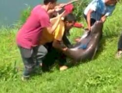 Viral! Ikan Patin Sebesar Kambing di Danau Lido Bogor, Beratnya Tembus 42 Kg