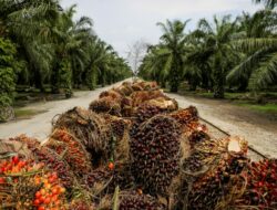 Greenpeace: 16 Juta Hektar Lahan Sawit RI Dikuasai 10 Perusahaan