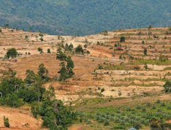 Selama 19 Tahun, 219 Hektare Hutan di Aceh ‘Menghilang’