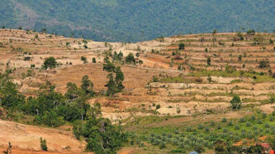 Selama 19 Tahun, 219 Hektare Hutan di Aceh ‘Menghilang’