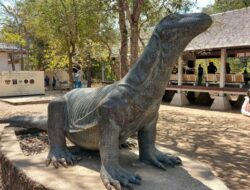 Buka-Bukaan! Tarif Taman Nasional Komodo Rp.3,75 Juta Per Orang, Untuk Apa Saja?