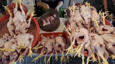 Pedagang Pasar Bantah Mendag Harga Daging Ayam Rp.20 Ribu: Tangkap Sendiri di Kandangnya