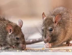 Barang Bukti 200 Kilogram Ganja Lenyap, Polisi Salahkan Tikus