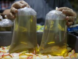 Krisis Minyak Goreng di Negeri Kaya Sawit