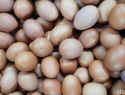 Harga Telur Naik Lagi, Kini Tembus Rp.32.000 Per Kg