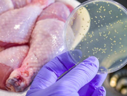 Daging Ayam Picu Wabah Salmonella di 7 Negara Eropa, Israel dan Inggris