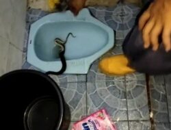 Merinding! Ular Sanca Mendadak Nongol Dari Dalam Kloset di Toilet Warga Cibinong