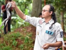 Ketua Sioux Ular Indonesia, Aji Rachmat Purwanto, Meninggal Digigit King Cobra