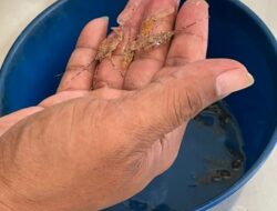 Penyelundupan Baby Lobster Rp.9 Miliar ke Singapura Digagalkan, Pelaku Kabur ke Laut