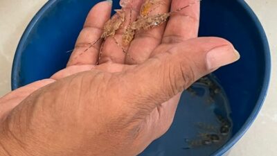 Penyelundupan Baby Lobster Rp.9 Miliar ke Singapura Digagalkan, Pelaku Kabur ke Laut