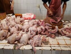 Daging Ayam Mahal Karena Pakan Ternak Melonjak, Apa Solusi Pemerintah?