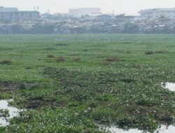 Waduk Pluit Warisan Jokowi Dipenuhi Eceng Gondok, Ini Janji Dinas LH DKI Jakarta
