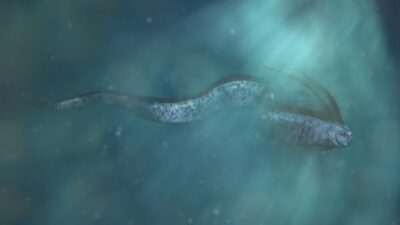 Apa Itu Oarfish? Ikan Laut Dalam Pertanda Bencana Datang Jika Naik ke Permukaan