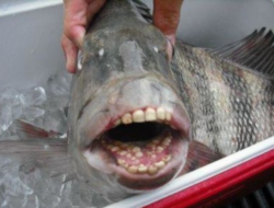 Bocah 11 Tahun Temukan Ikan Aneh Mirip Piranha, Punya Gigi Seperti Manusia