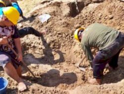 Gali Tanah untuk Pondasi Rumah, Warga Sragen Temukan Fosil Gajah Purba Stegodon