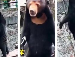 Dituding Ganti Beruang Madu Asli Dengan Manusia Berkostum, Kebun Binatang China Membantah