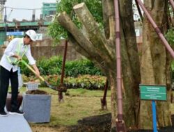 Simbol Keagungan, Jokowi Tanam Pohon Beringin Kembar di IKN Nusantara